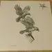 Acârash - In Chaos Becrowned (LP, Album) - фото №2