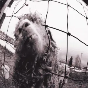 Pearl Jam – Vs.